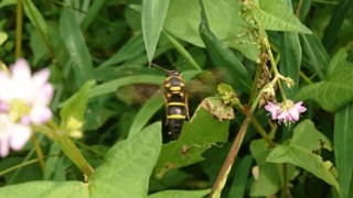 オオフタオビドロバチ？　２０２２年９月２４日