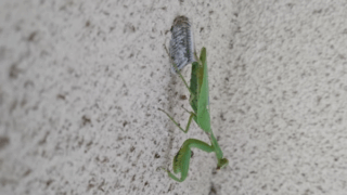 ハラビロカマキリ