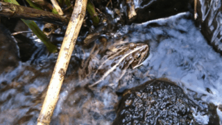 トノサマガエル　２０２０年５月６日