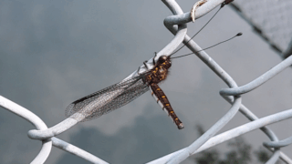 オオツノトンボ　２０２５年７月１０日