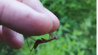 ヒナカマキリ　２０２５年８月２日