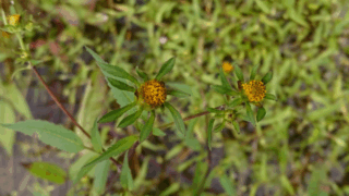 アメリカセンダングサ　２０２２年９月２４日