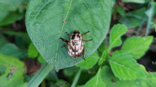 セマダラコガネ　２０２５年８月２日