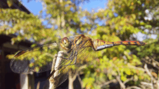 ナツアカネ？　２０２５年１０月１３日