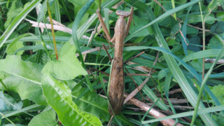 オオカマキリ　２０２５年１０月１０日