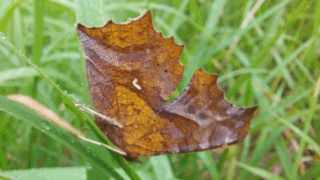 キタテハ？　２０２５年１０月２０日