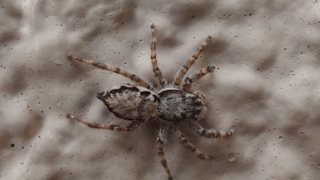 シラヒゲハエトリ？　２０２５年１０月２０日