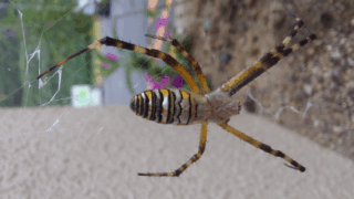 ナガコガネグモ　２０２５年１０月２０日