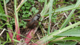 エンマコオロギ？　２０２５年１０月２４日