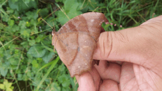 クロコノマチョウ（オス）？　２０２５年１０月２４日