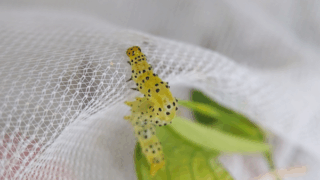 クロキシタアツバ（幼虫）？　２０２５年１０月２４日