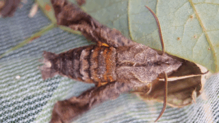 スズメガ科　２０２５年１０月２４日