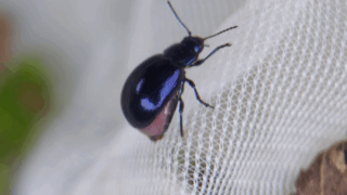 コガタルリハムシ（メス）　２０２５年１０月２４日