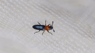 ヤマイモハムシ　２０２５年１０月２４日