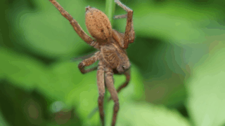 クモ目　２０２５年１０月２４日