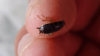 ヒメクロゴキブリ？　２０２５年１０月２４日