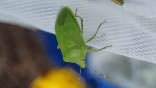 ミナミアオカメムシ？　２０２５年１０月２４日