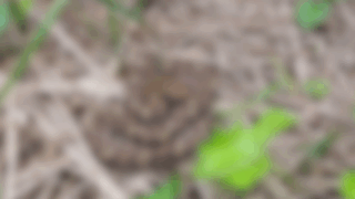 ニホンマムシ　２０２５年１０月２５日