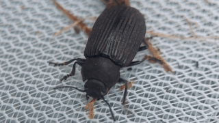 コウチュウ目　２０２５年１０月２５日