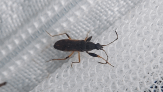 キベリヒョウタンナガカメムシ？　２０２５年１０月２５日