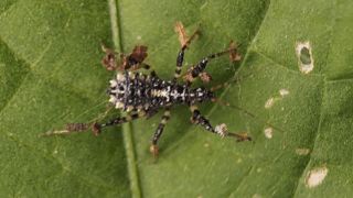 シマサシガメ（幼虫）？　２０２５年１０月２５日