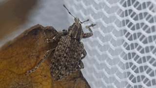 ハコベタコゾウムシ？　２０２５年１０月２５日