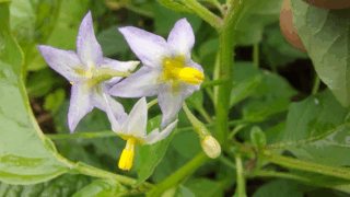 イヌホオズキ？　２０２５年１０月２５日