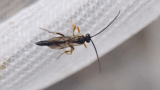 コマユバチ科？　２０２５年１０月２４日