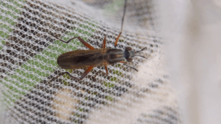 ハバチ科　２０２５年１０月２４日