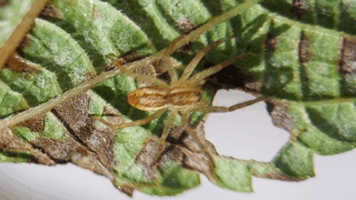 ハシリグモ科　２０２５年１０月２４日