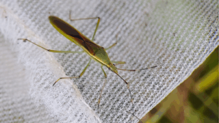 クモヘリカメムシ　２０２５年１０月２４日