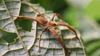キシダグモ科？　２０２５年１０月２４日