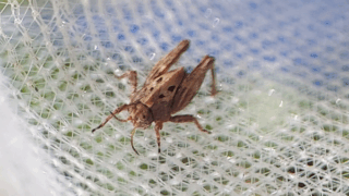 ヒシバッタ科　２０２５年１０月２４日