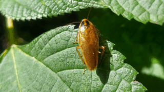 モリチャバネゴキブリ　２０２５年１０月２４日