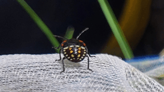 アオクサカメムシ（幼虫）？　２０２５年１０月２４日