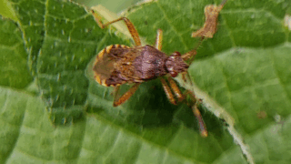 アカヒメヘリカメムシ？　２０２５年１０月２４日