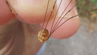 ザトウムシ目　２０２５年１０月２１日