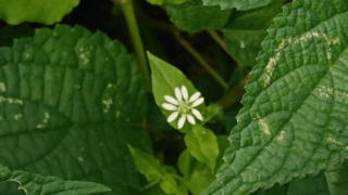 ノミノフスマ？　２０２４年９月２４日