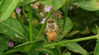 セイヨウミツバチ？　２０２２年９月２４日
