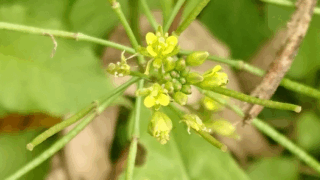 イヌガラシ？　２０２２年９月２４日