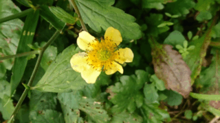 被子植物　２０２２年１０月１７日