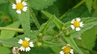 ハキダメギク　２０２２年１０月１７日