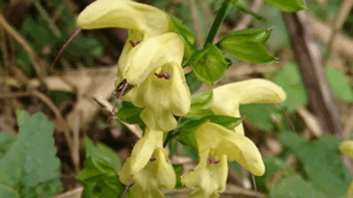 キバナアキギリ？　２０２２年１０月１７日