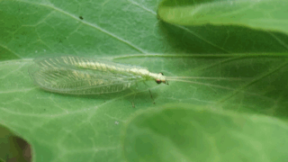 ヨツボシクサカゲロウ？　２０２５年１０月２９日
