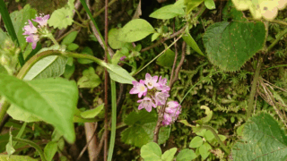 ミゾソバ？　２０２２年９月２４日