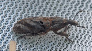 ハスジカツオゾウムシ　２０２５年１０月２９日