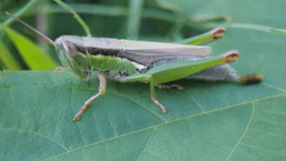 コバネイナゴ？　２０２５年１０月２９日