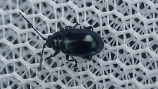 アカバナカミナリハムシ？　２０２５年１０月２９日