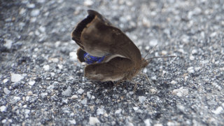 ムラサキシジミ　２０２５年１０月２９日