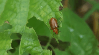 ウリハムシ　２０２５年１０月２５日